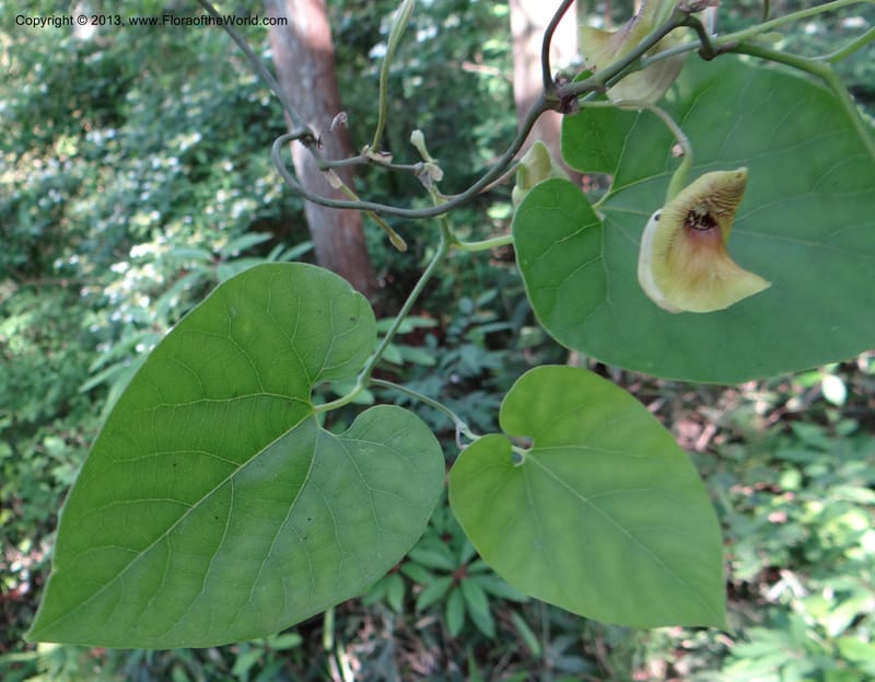 Aristolochia sp. unk, Li Pan 1205292--China, Zhejiang, 29 May 2012 0352 (19).JPG
