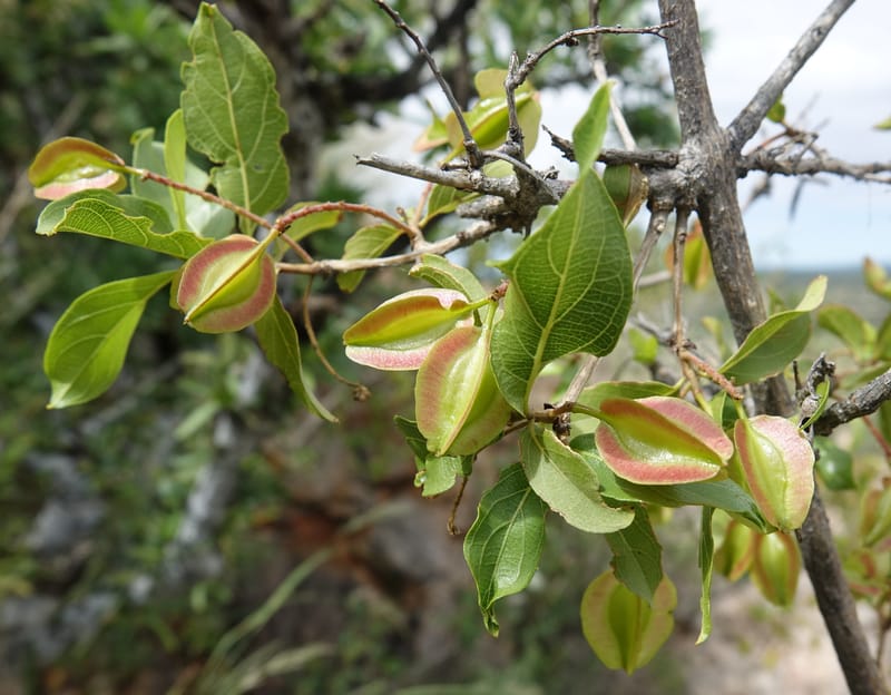 Combretum apiculatum, L. Nanyeni 1249--Namibia. Pepperkorrel Farm off D1472. 27 Mar 2018. DSC03632 (102).JPG