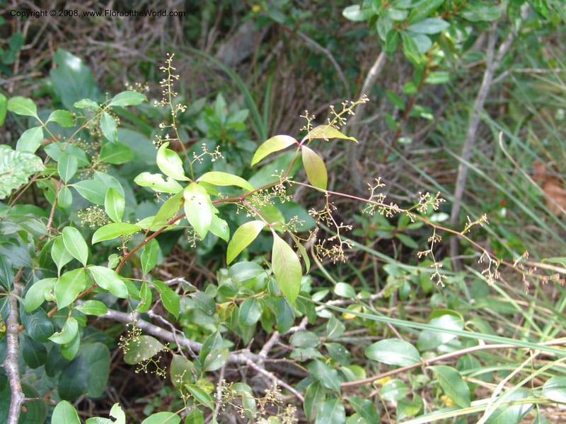 Rhus acocksii--So.Africa. E. Cape. Umtamvuna Nat. Res. 11 Mch 05. 442.jpg
