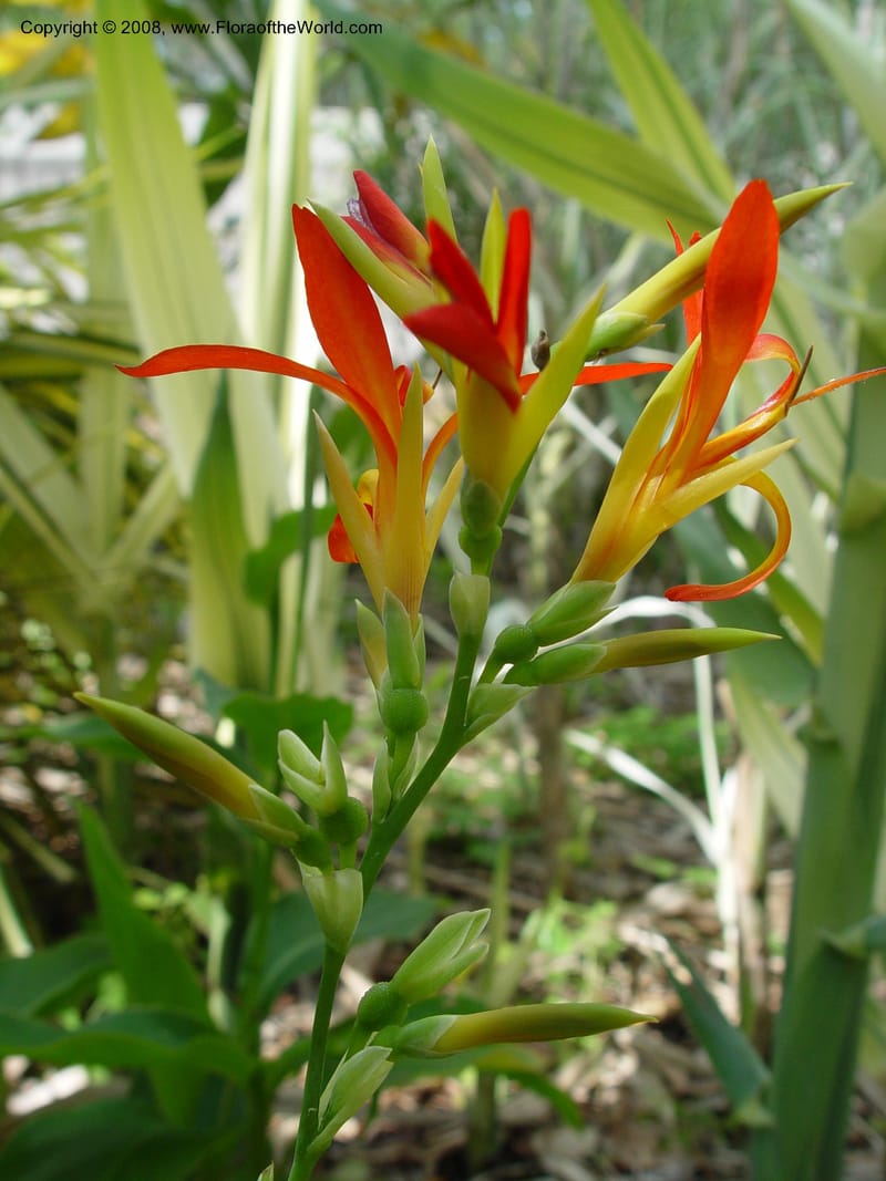 Canna indica--TX. Humble. Mercer Garden. 20 Mch 04. 009.jpg