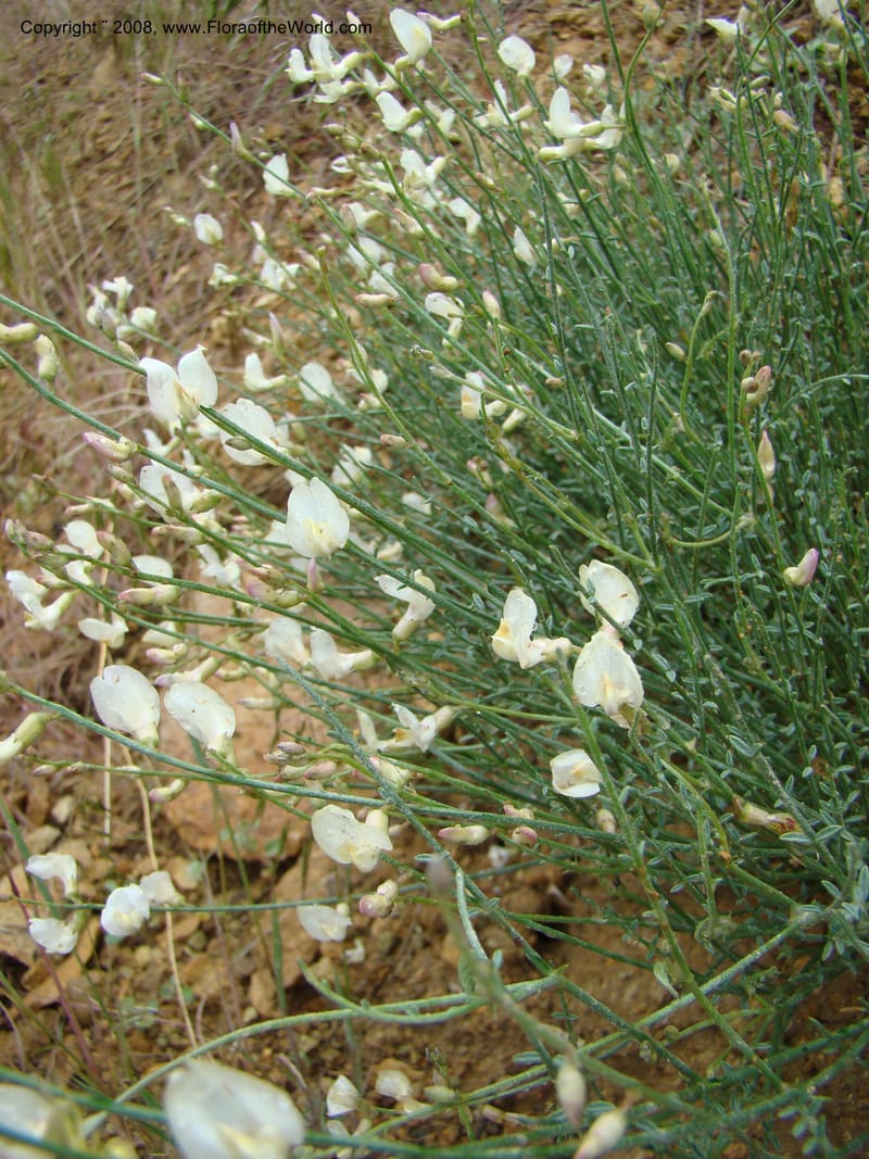OR. Malheur Co. Leslie Gulch. 1 Jun 08. 416.jpg