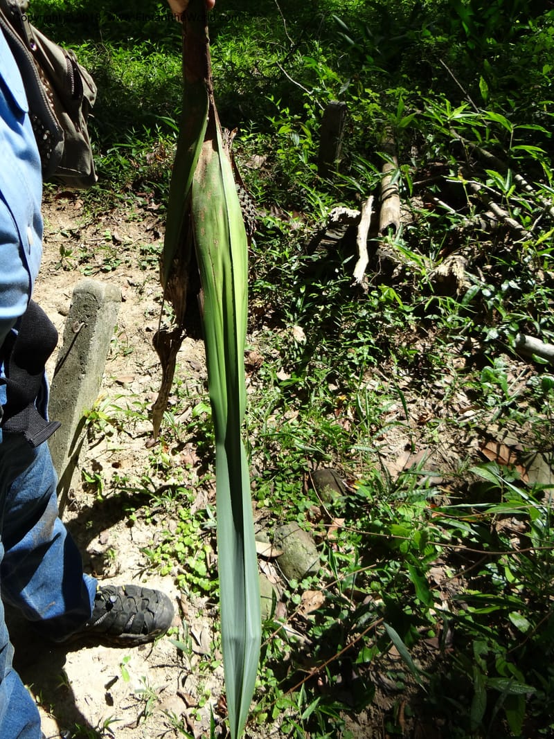 Pandanus unicornutus, Callmander 1050--Thailand. Ranong Prov. Klong Naka Wildlife Sanctuary. 14 Nov 2012. DSC09055 (249).JPG