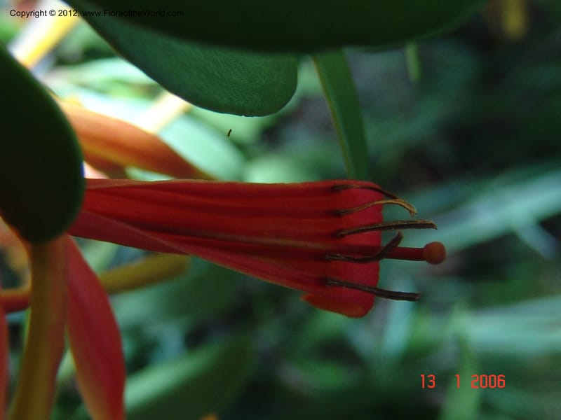 Bakerella sp. unk., Rogers, Z 860-Madagascar  129 (8).jpg