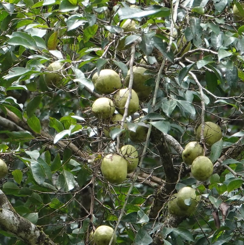 Irvingia gabonensis, C. Davidson 13929--Gabon. Missome Village. 31 Oct 2018. DSC00817 (93).JPG