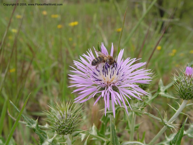 Galactites tomentosa--Spain. Gran.Prov. 8 km S Jct. Albondon-Albunol, C333. 15 Apr 04. 003.jpg