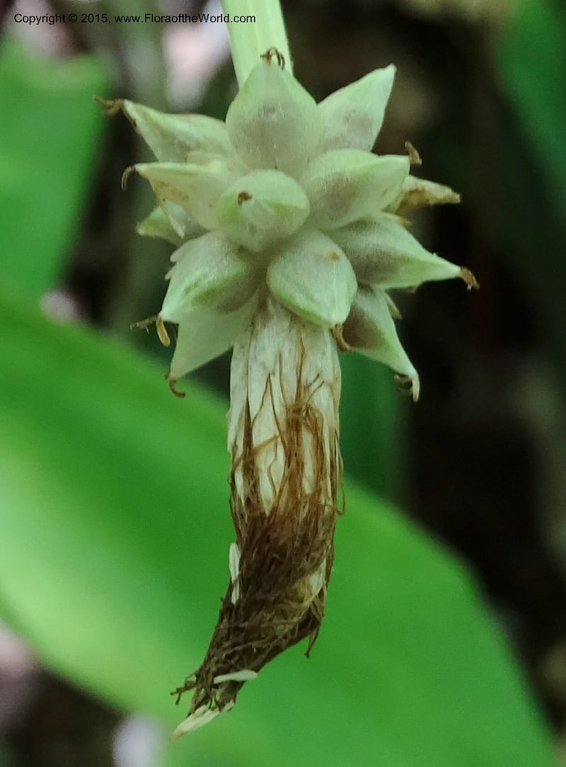 Cymophyllus fraserianus, Davidson, C 12984--North Carolina. Clay Co. Perry Gap Rd, Barnard's Cr. 13 May 2015. DSC04860 (71).JPG