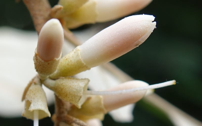 Styrax suberifolia, Chung Kuo-Fang 3354--Taiwan. Wulai Distr. Wulai village. Chia Jiao Liao. 19 May 2016.  (49).JPG