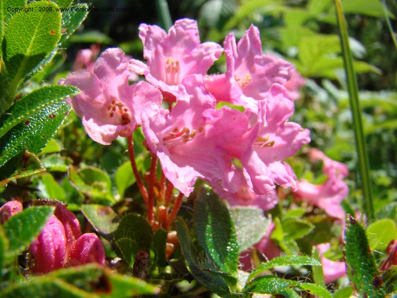 Rhododendron hirsutum, CDavidson11243--Slovenia. Gorenska Reg. Velika Planina. 6 Jul 08. 012.jpg