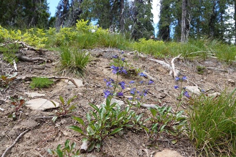 Penstemon albertinus, C. Davidson 13840--ID. Shoshone Co. Freezeout Rd. FR 301. 10 Jul 2018. DSC06582 (284).JPG