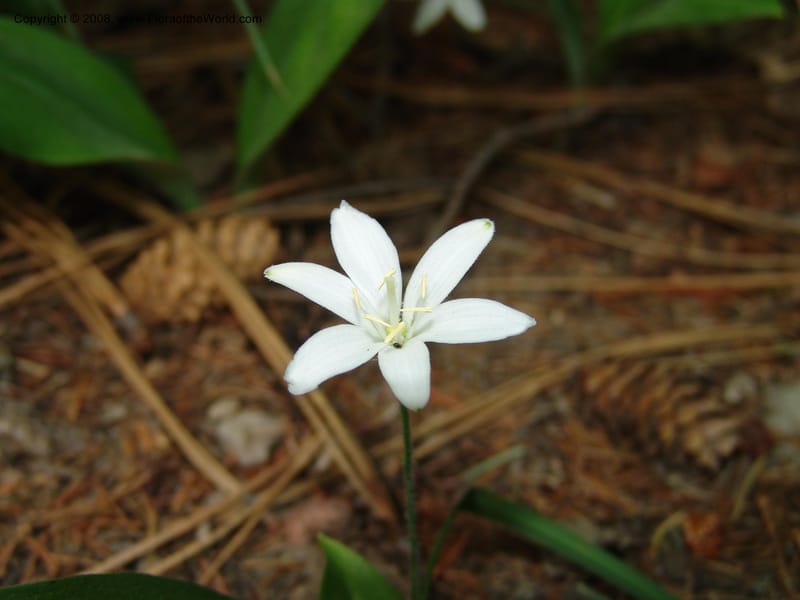 Clintonia uniflora--ID. Valley Co. Sylvan Beach, McCall. 24 Jun 05. 017.jpg