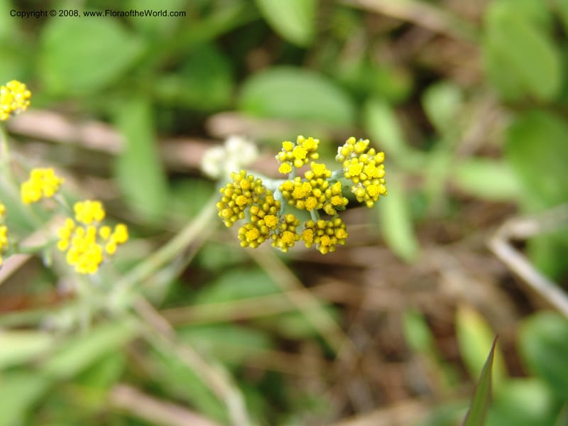 Helichrysum--Tanz. Nawenge For. Res., ca. Mahenge. 20 Feb 06. 047.jpg