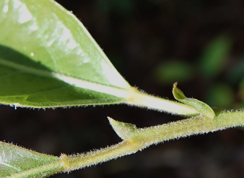 Aporosa dioica, D. Boufford 44137--China. Yunnan. Pu Wen to Da Du Gang on G213. 4 May 2018. DSC01724 (181).JPG