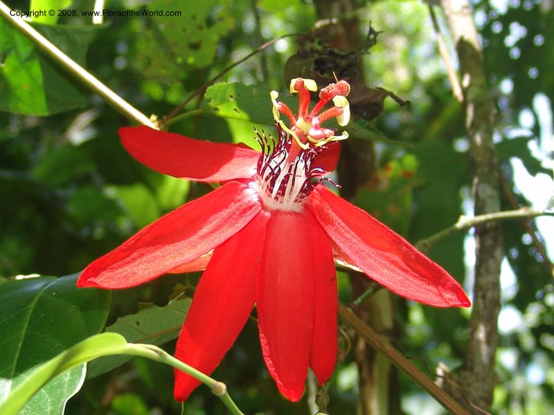 Passiflora coccinea, AAraujoM1261--Bolivia. Pq. Nac. Madidi. Chalalan. Send. Wabucuru. 30 Nov 04. 028.jpg