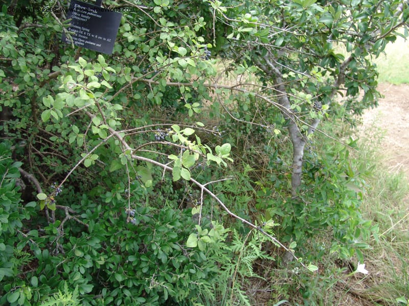 Forestiera pubescens--TX. Johnson Wildflower Center. 13  Jun 04. 405.jpg