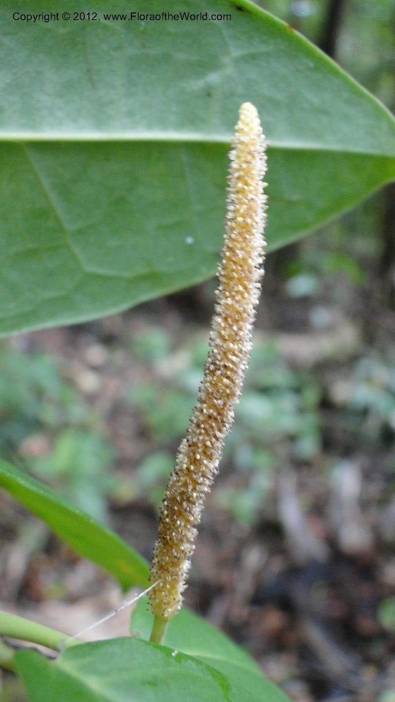 Piper pyrifolium, A. Ramahefaharivelo 163--Madagascar. Ambolotara. Ambodini, Vatovavy. 3 May 2010 112 (2).jpg
