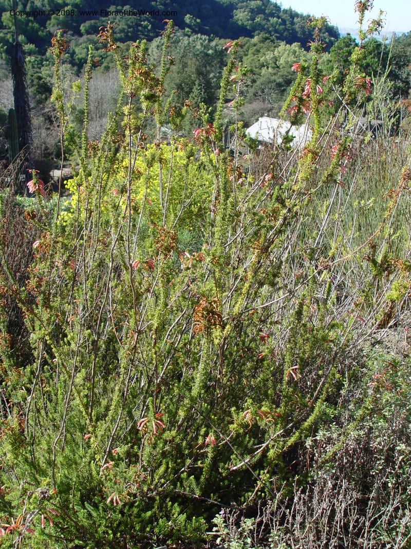 Erica viridipurpurea, 62.1071--CA. UC Berkeley Bot. Gard. 9 Feb 04. 073.jpg