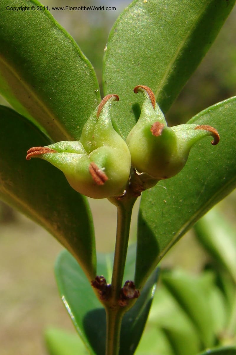 Buxus madagascarica, Razafindraibe 200--Madagascar. Prov. Fianarantsoa. RN 12. 14 Jan 09. 104 (16).jpg