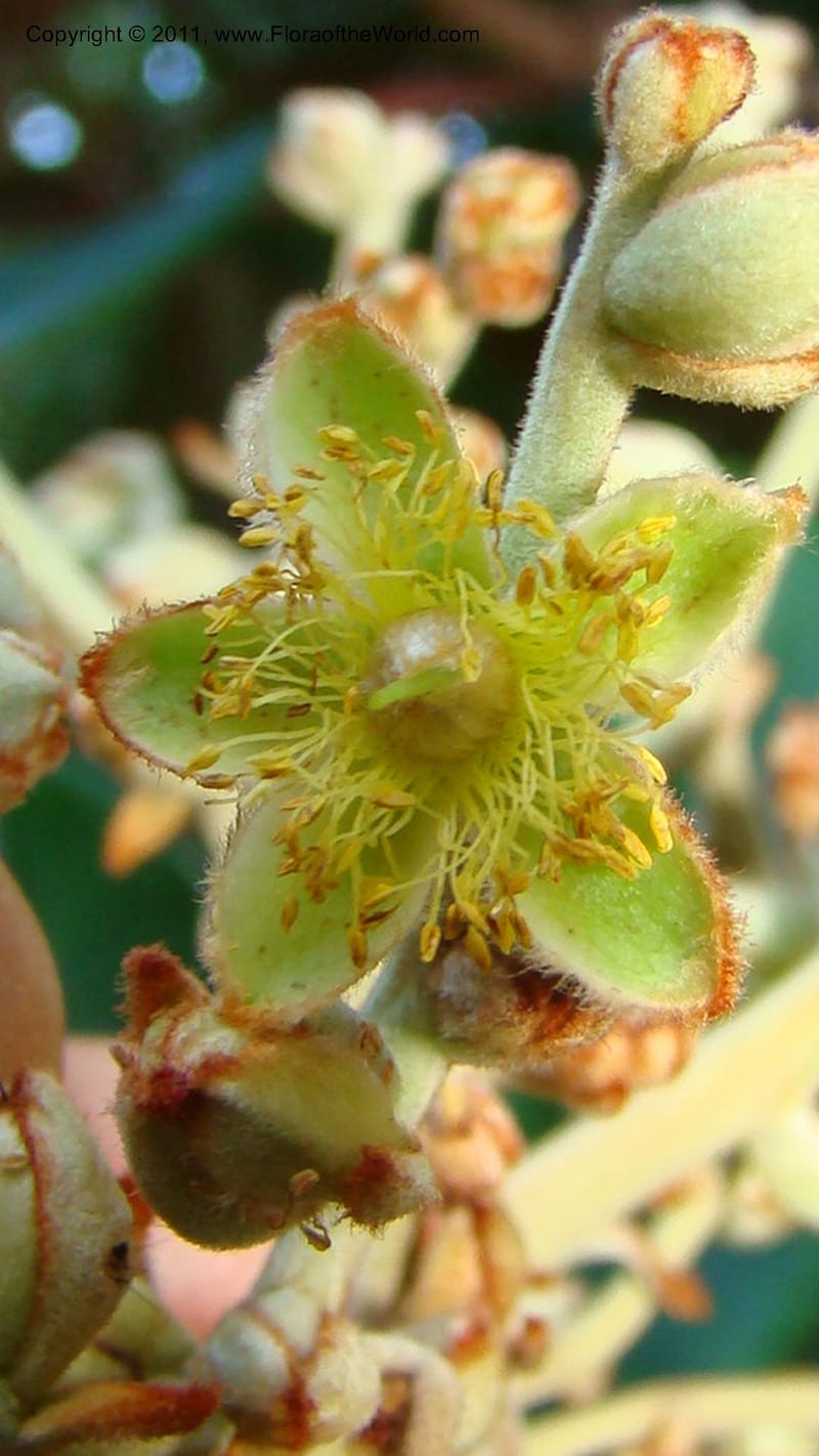Hibbertia pancheri, P. Lowry 7223--New Caledonia. 762 (6).jpg
