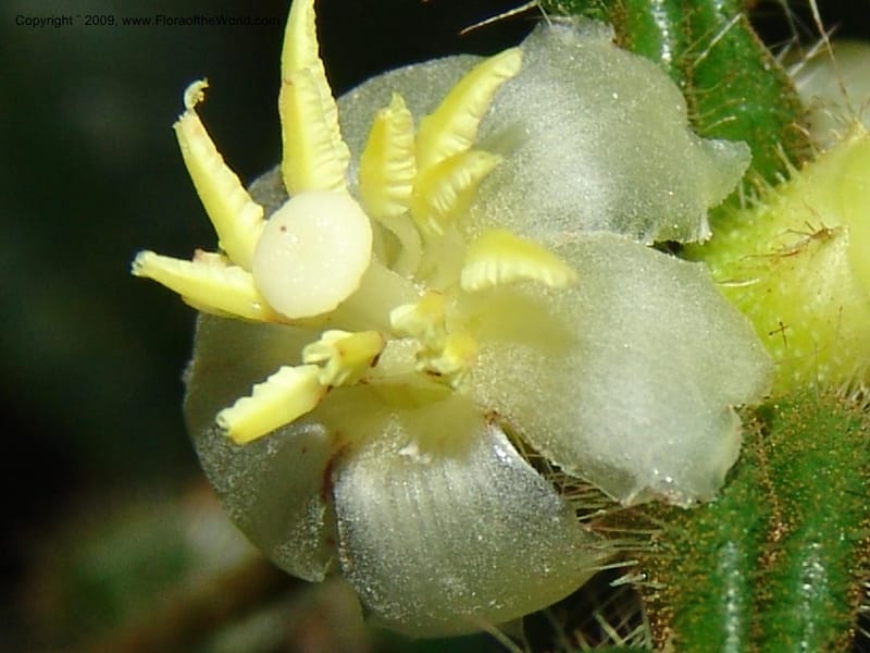 Tococa, DNeill15936--Ecuador. Prv. Zam. Ch. C del Condor. Wawaime plot. 22 Sep 07. 182.jpg