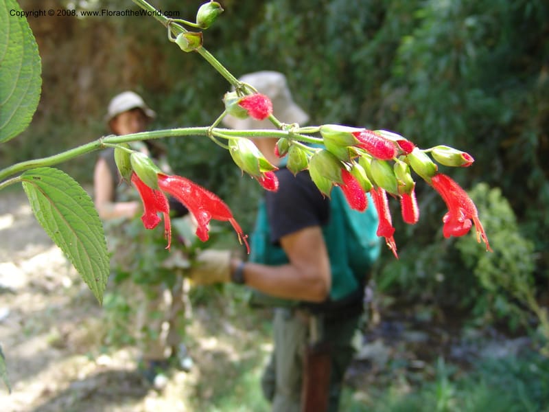 Salvia, Croat93230--Ecuador. Prov. Pichincha. Old hwy Quito to Sto. Domingo. 12 Aug 04. 059.jpg