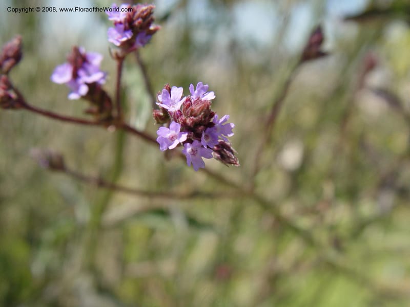 Verbena littoralis, 1999.01160--Spain. Barcelona Botanic Garden. 21 Apr 04.169.jpg