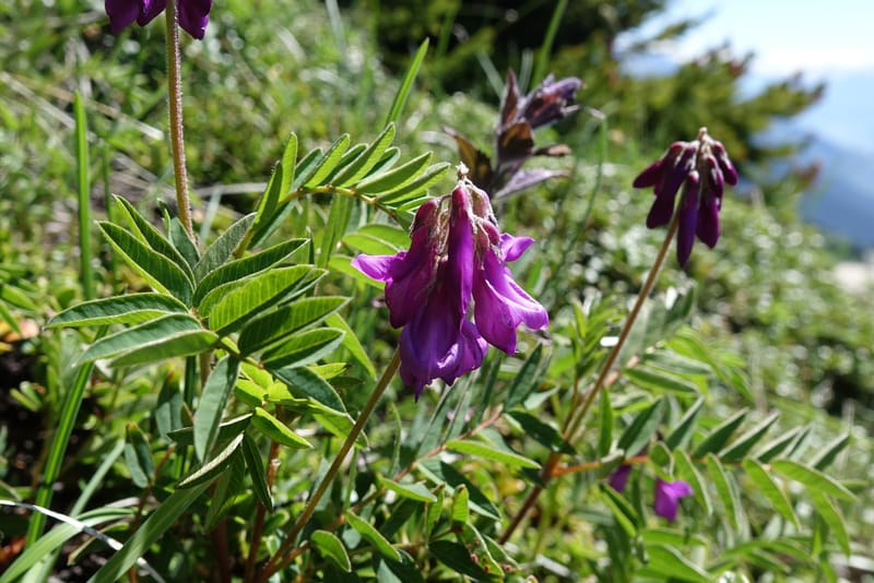 Hedysarum hedysaroides, Davidson, C 13308--Switzerland. Les Violettes. 4 Jul 2016. DSC09126 (57).JPG