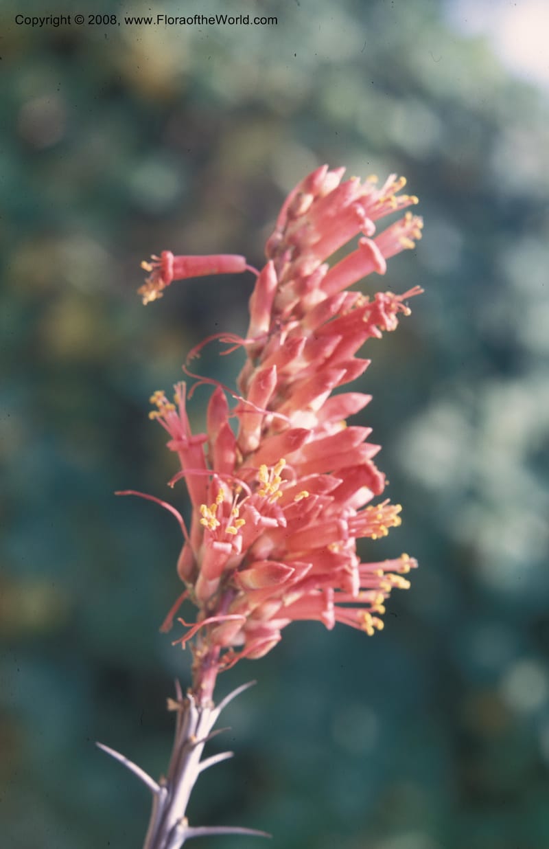 Fouquieria splendens--CA. Rancho Santa Ana Bot. Garden, Claremont. Mar 76.001.jpg