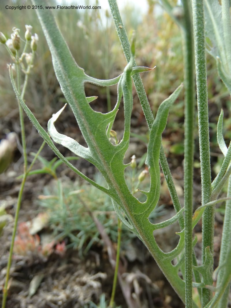 Crepis atribarba, Davidson, C 12597--ID. Idaho Co. Seven Devils Camp Ground. 15 Jul 2014. DSC00113 (290).JPG
