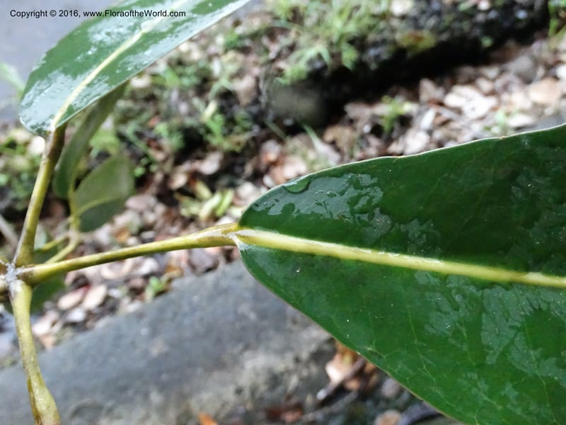 Schefflera, Davidson, C 12649--Sabah. G. Silam. 1 Oct 2014. DSC00937 (147).JPG