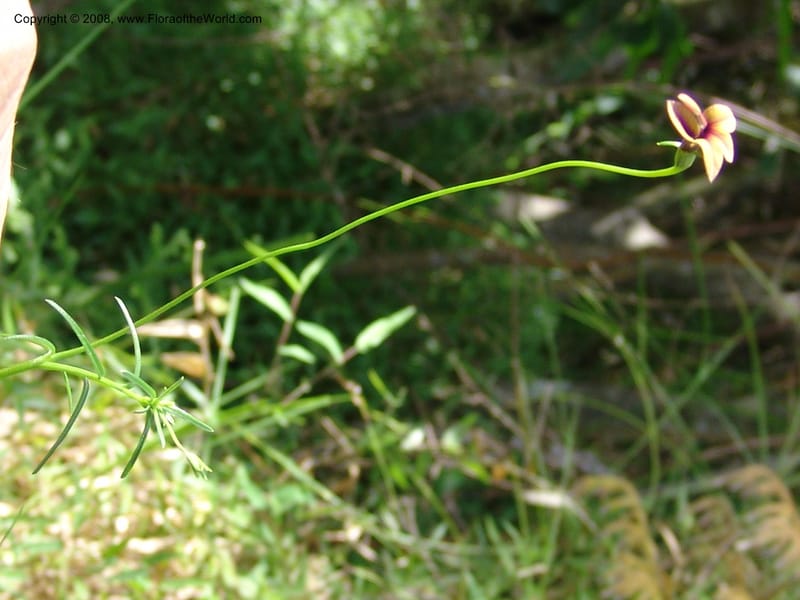 Monopsis scabra--So.Africa. E. Cape. Umtamvuna Nat. Res. 11 Mch 05. 240.jpg