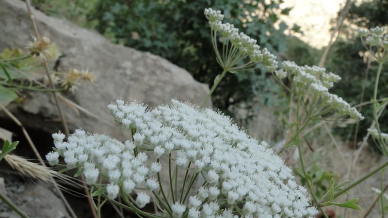Pimpinella, BE.11.1--Iraq. Kurdistan. Shakh-i Pira Magrun. Zewiya. 14 June 2010. 306 (18).jpg