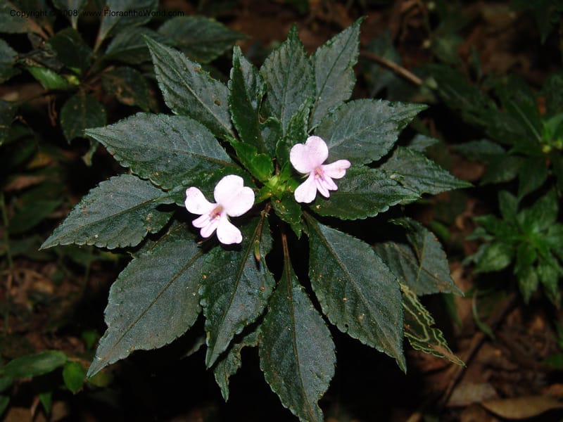 Impatiens sodenii--Kenya. Limuru. Forest fragment near Brackenhurst Ctr. 11 Jul 04. 056.jpg