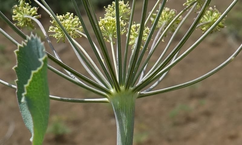 Lomatium nudicaule, C. Davidson 13561--ID. Blaine Co. Rock Creek Preserve. TNC. 14 May 2017. DSC00477 (72).JPG