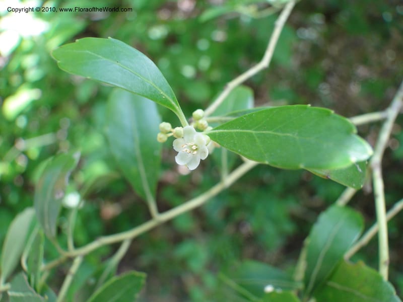 Ilex glabra, Mori, S 27396, USA, North Carolina, Johnson Co., Hwy 50, 3 km SE of Benson, 21 May 2010 (6).JPG