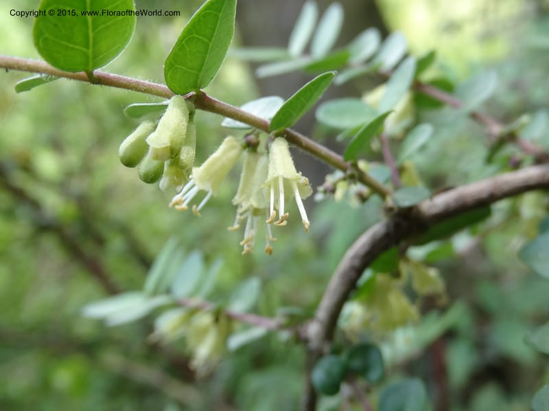 Lonicera, Boufford, D 43595--China. Sichuan. Tudiling Tunnel. 6 May 2014. DSC03860 (46).JPG