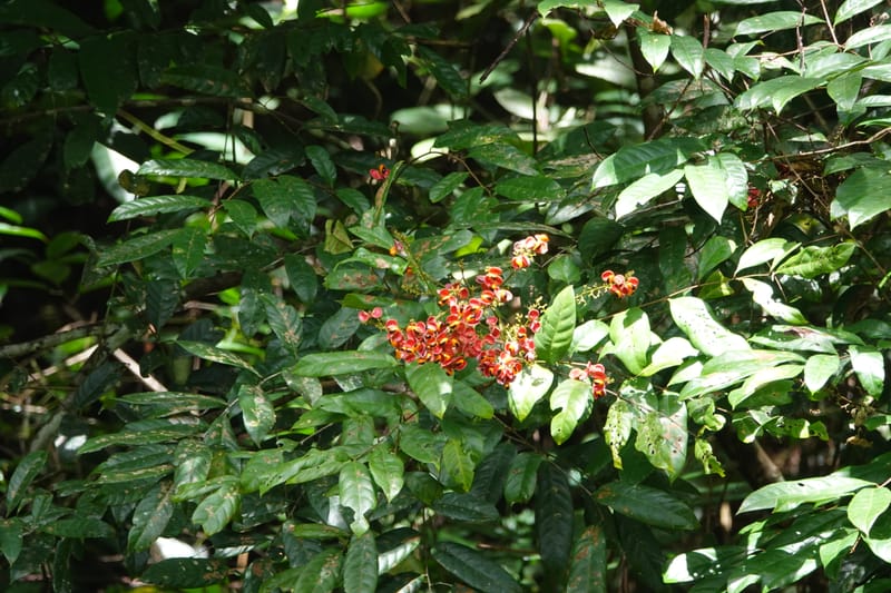 Aporrhiza, C. Davidson 13912--Gabon. M de C. Road past the cabins. 29 Oct 2018DSC09794 (115).JPG