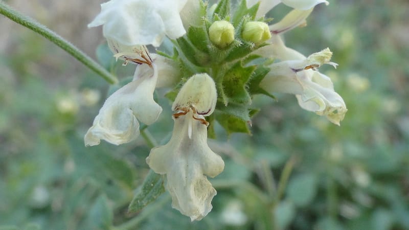 Stachys ballotiformis, A. G. Miller 132.11--Iraq. Kurdistan. Shakh-i Pira Magun. Gueza Khan. 11 June 2010. 089 (6).jpg