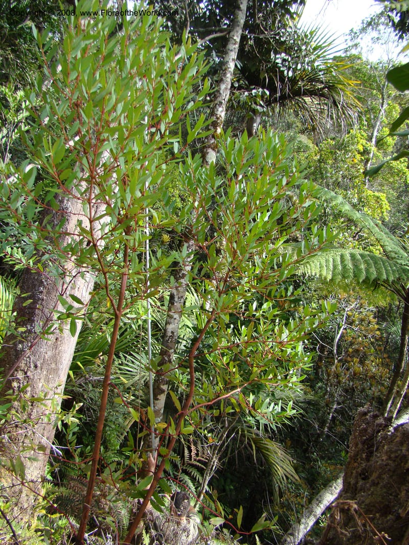 Ascarina rubricaulis, JMunzinger4846--New Caledonia. Plateau de Dogny. 19 Nov 07. 126.jpg