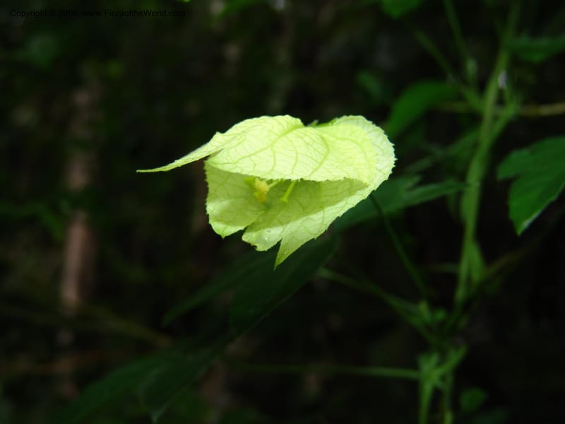 Dalechampia capensis--So.Africa. E. Cape. Umtiza Nature Res.. 7 Mch 05. 032.jpg