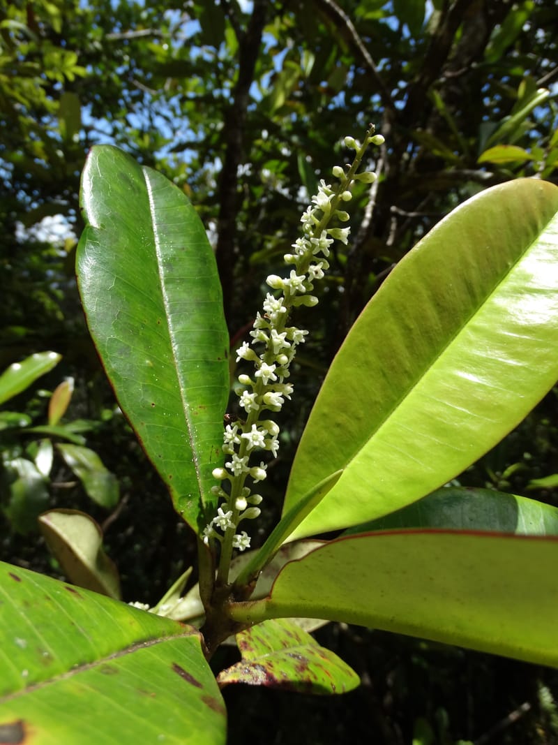 Quintinia major, Lowry, P 7373--New Caledonia. Mont Dzumac. 12 Nov 2015. DSC01563 (285).JPG