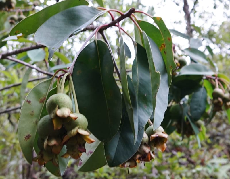 Anneslea fragrans, D. Boufford 33132--China. Yunnan. Meizi Lake Park. 3 May 2018. DSC01424 (297).JPG