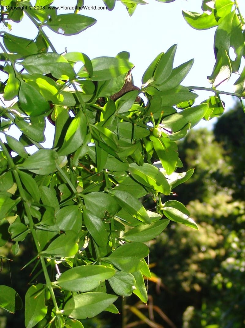 Azima tetracantha--So.Africa. E. Cape. Maitland Nat.Res. 5 Mch 05. 024.jpg