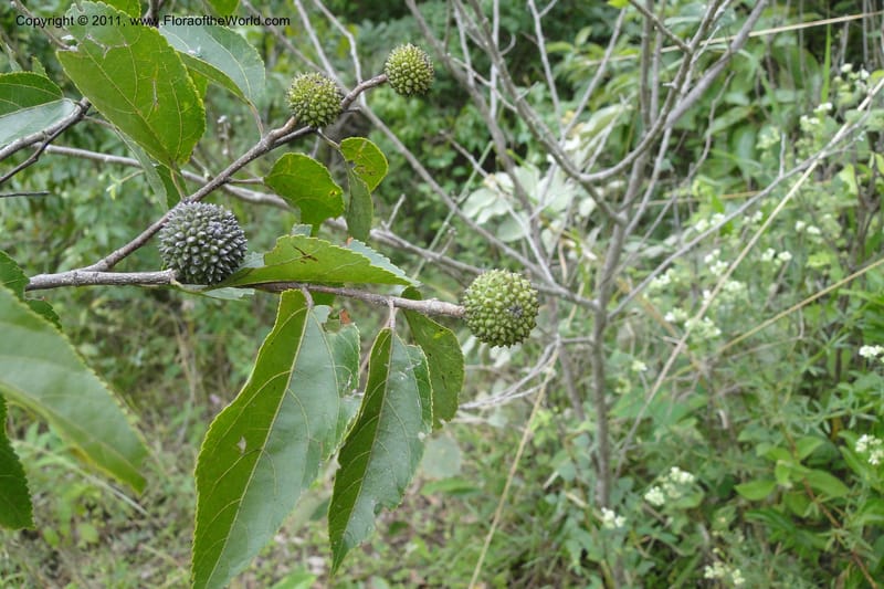 Guazuma ulmifolia, W. D. Stevens 31172--Paraguay. Edo. Concepcion. Garay Cue. 19 Mar 2011. 345 (19).jpg
