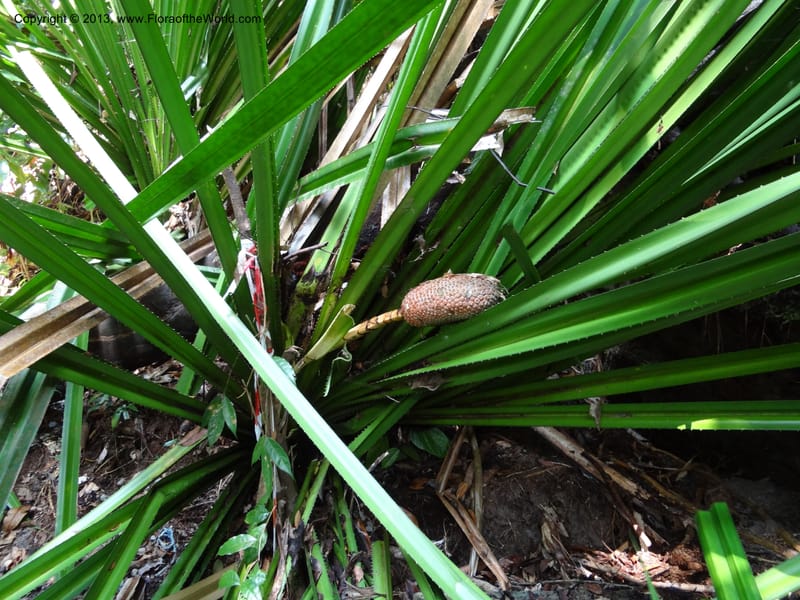 Pandanus kamiae, Callmander 1016--Malaysia, Sarawak. Bako Nat. Park. Lintang Trail. 30 Mar 2012.  NDSC06186 (151).JPG