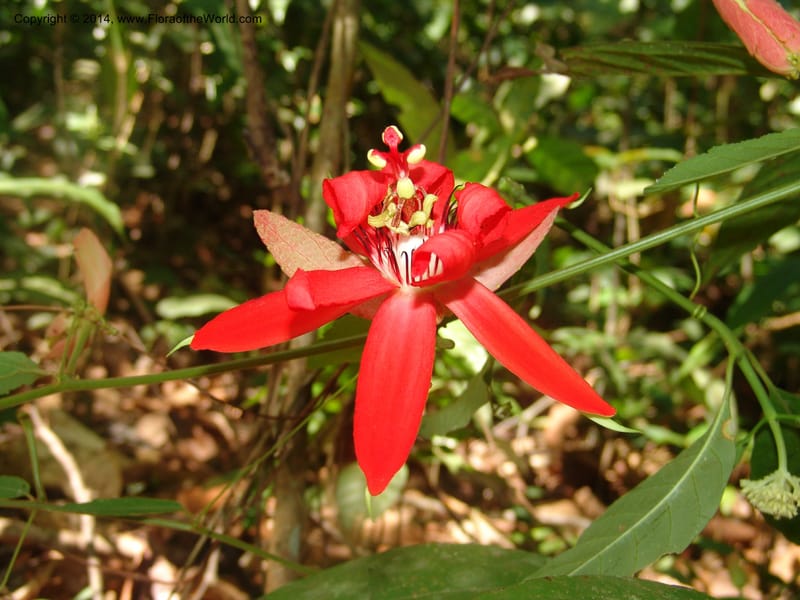 Passiflora, Farfan 805--Peru. Edo. Madre de Dios. Laguna Valencia. 22 Oct 05. 167.jpg
