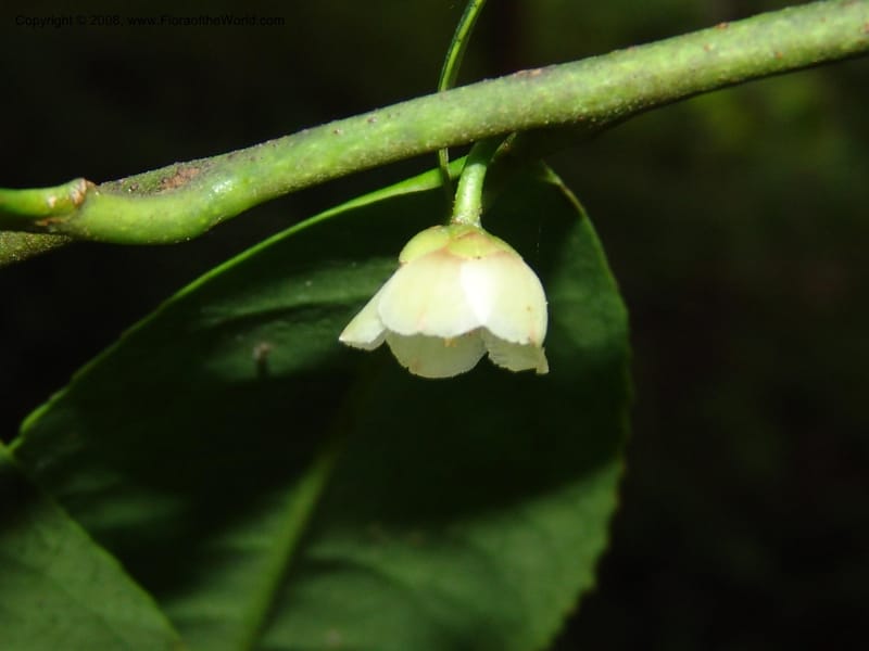 Cleyera theoides--CA. San Francisco Botanical Garden (Strybing Arb.). 30 Mch 06. 328.jpg