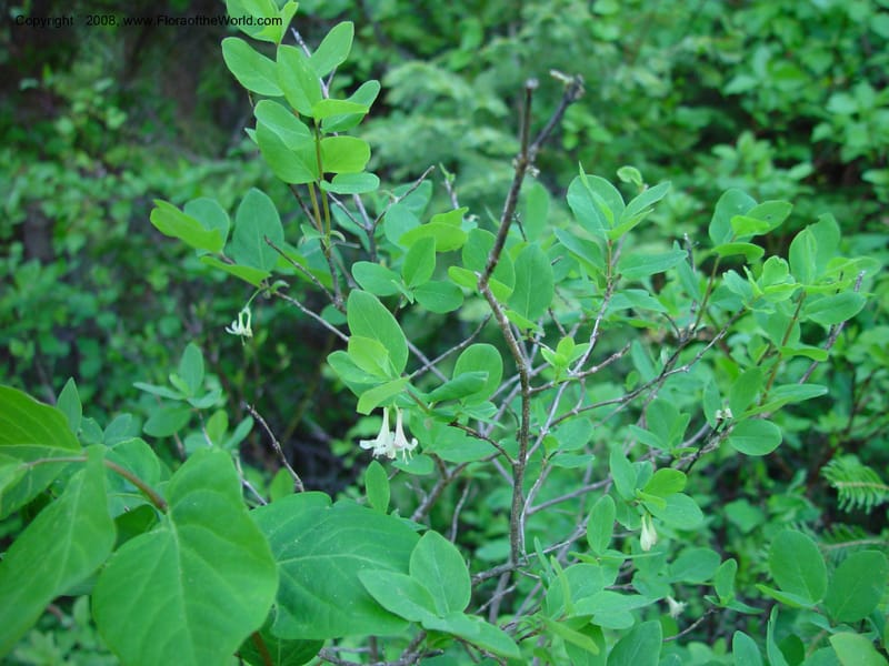 Lonicera utahensis--ID. Valley Co. N. Fk. Payette River. 12 Jun 03. 061.jpg