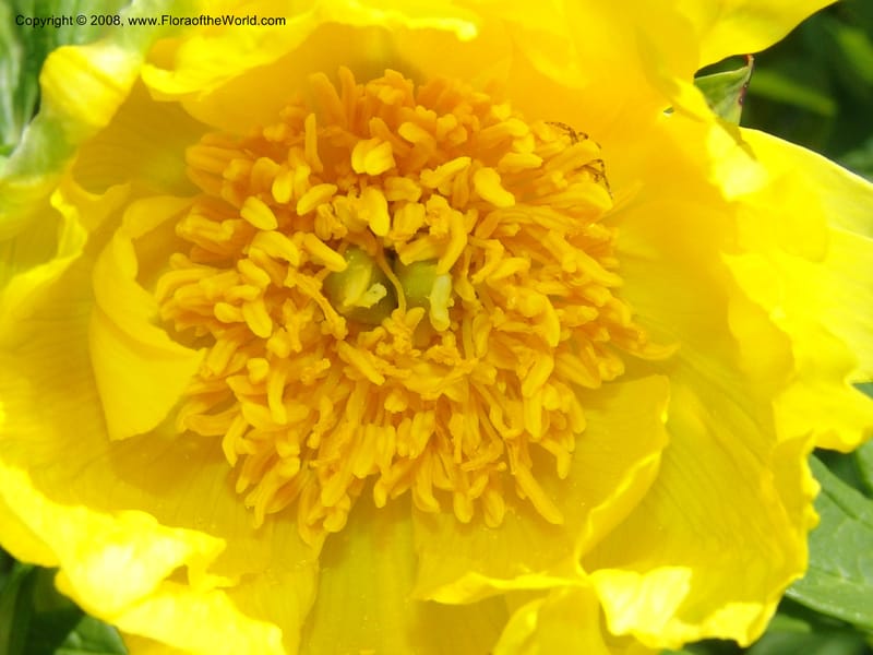 Paeonia lutea--France. Nancy. Jard. Bot. Montet. 1 May 05. 052.jpg