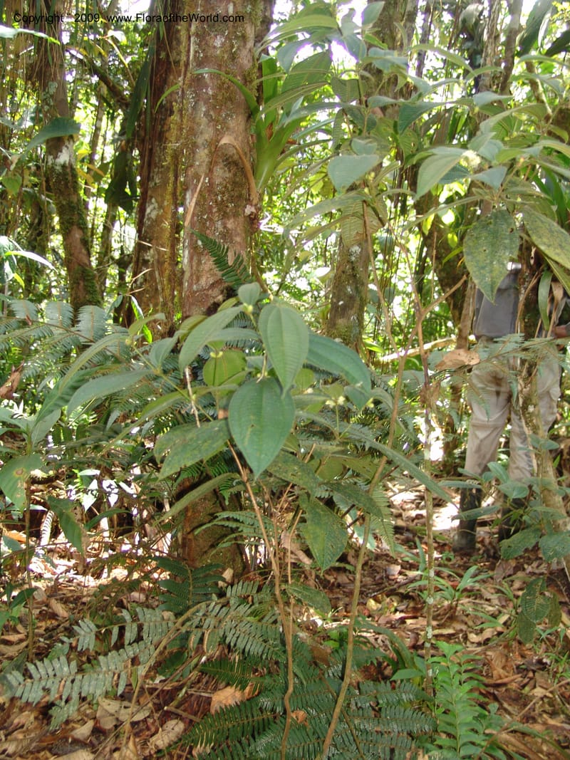 Tococa, DNeill15936--Ecuador. Prv. Zam. Ch. C del Condor. Wawaime plot. 22 Sep 07. 163.jpg