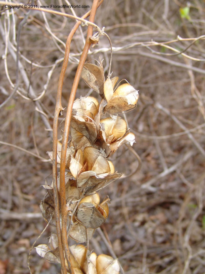 Dioscorea, ZRogers1149--Madag. Prov. Antsir. Sahafary, Analankary. 8 Nov 06. 550.jpg